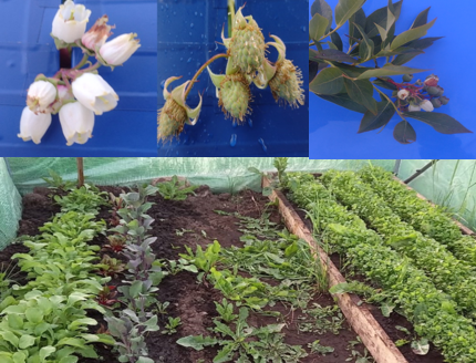 B) Especies de hortalizas y berries usadas en el proyecto